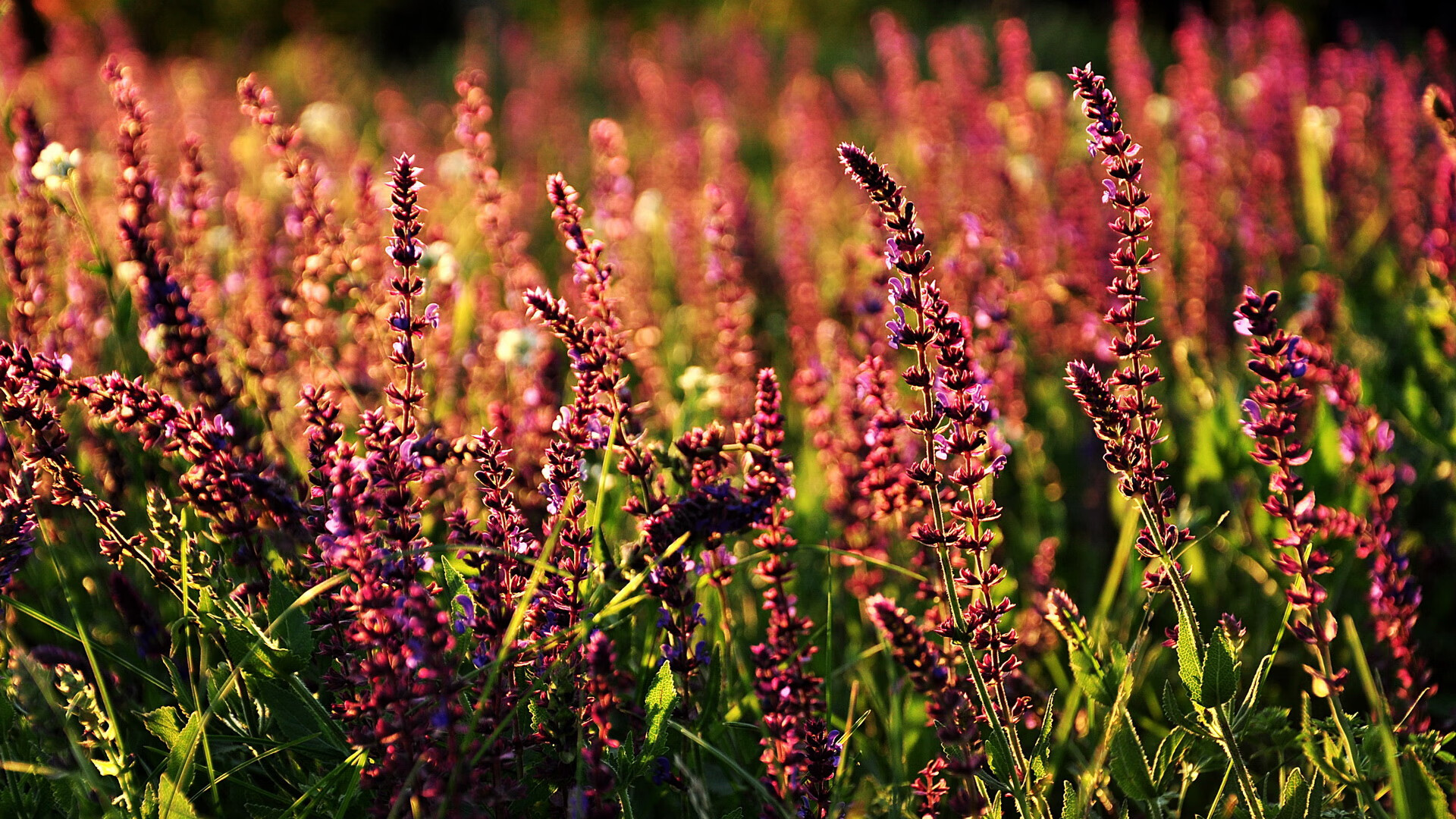 爱游戏在线-银箭与跃马的毫厘战争，汉密尔顿一停之间惊艳四座