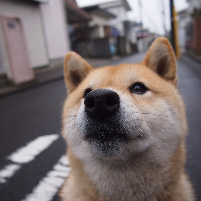 爱游戏在线-独臂擎天的斗士，阿隆索以唐吉诃德之姿，率迈凯伦鏖战红牛巨兽