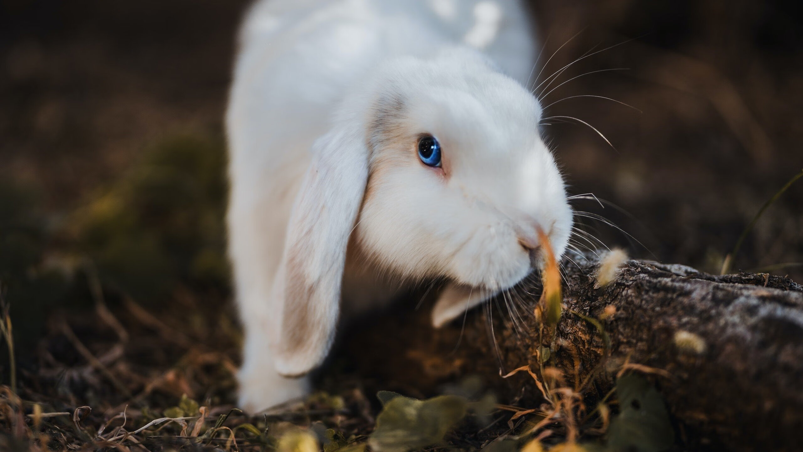 周冠宇，以指挥官之姿，率阿斯顿马丁上演大卫击败歌利亚
