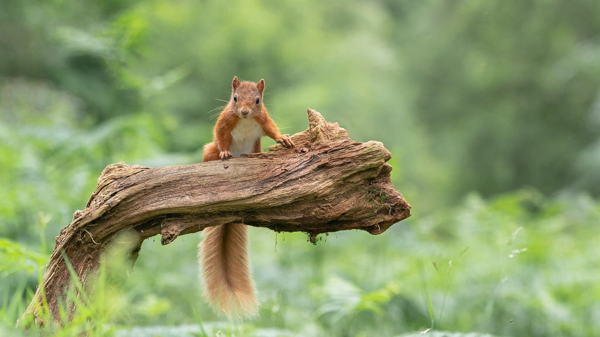 复出之战，当国王遇见奇才，哈登在刀锋上重写命运