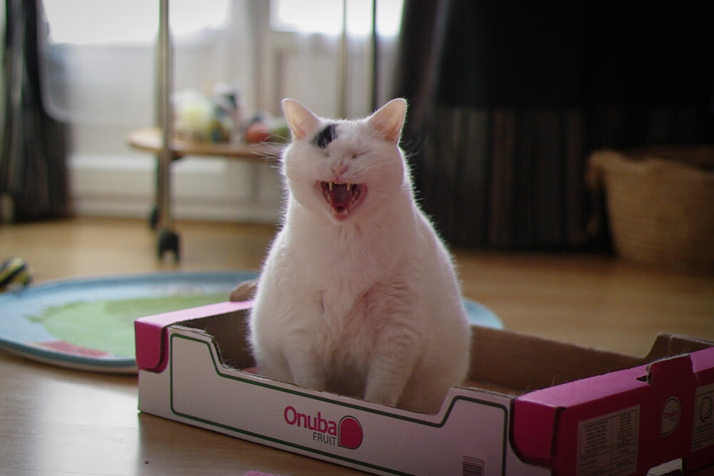 烽烟中冷月如钩,阿坎吉点燃赛场,秘鲁提前为伊拉克断魂