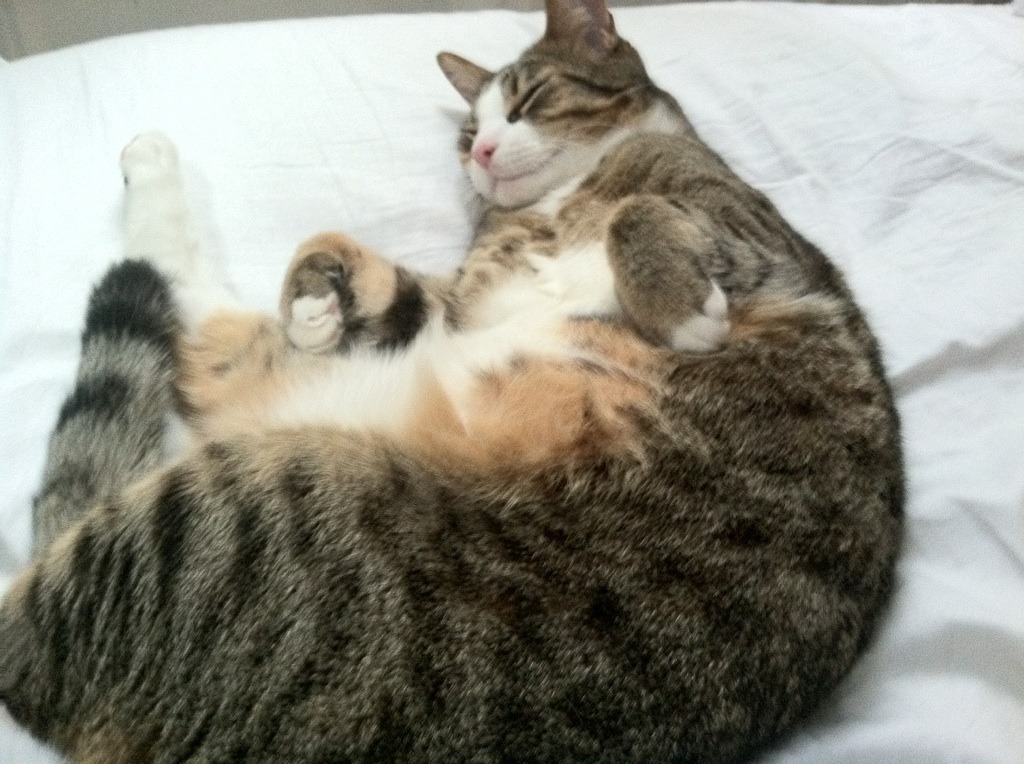 马蹄声再起，当奥地利鹰啄碎罗马城，德布劳内执笔书写新征服史