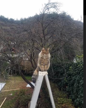 篮球天神降临伯纳乌?国家德比夜的布克三分雨