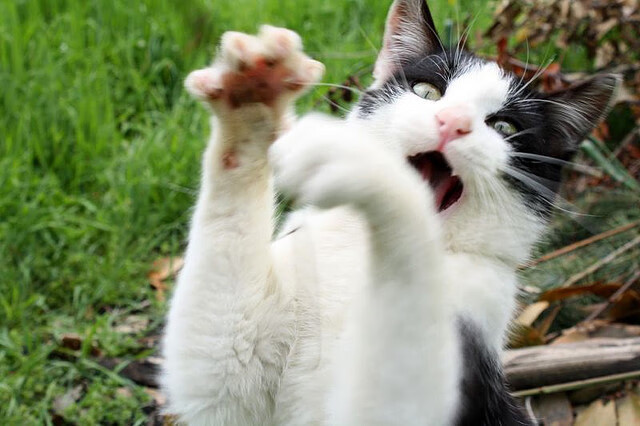 明明篮网稳稳拿下凯尔特人,为何所有赛后讨论都指向拉梅洛?