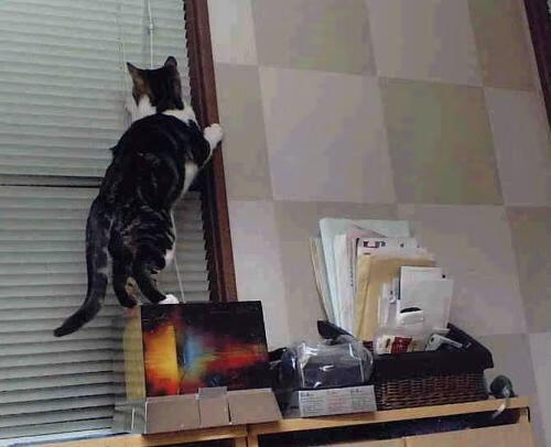 爱游戏体育-文班亚马48分创新高难救主 新疆飞虎奇袭达拉斯掀翻独行侠