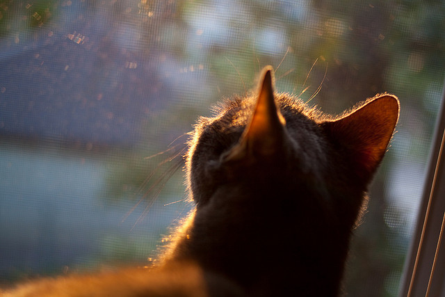 爱游戏-绝境之光，努涅斯导演罗马的史诗逆转