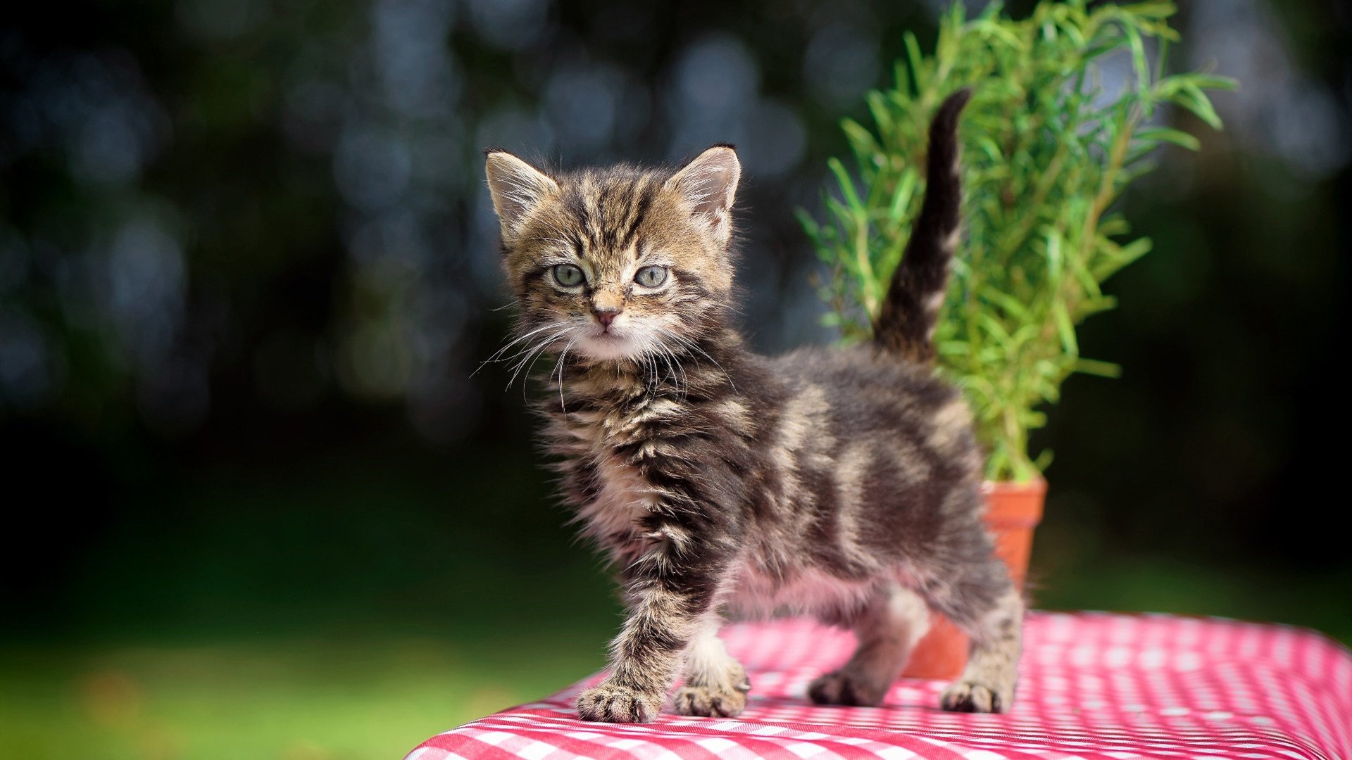 孤星照洛城,哈利伯顿临危受命化身关键先生,快船窒息防守绞杀魔术