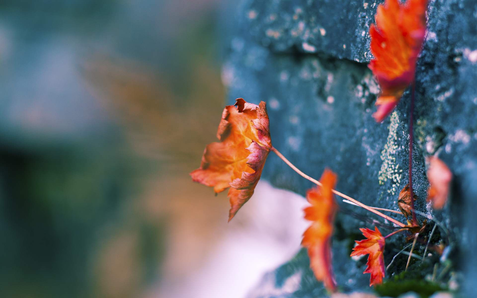 熔炉淬真金,贝恩压哨救赎,开拓者逆袭掘金