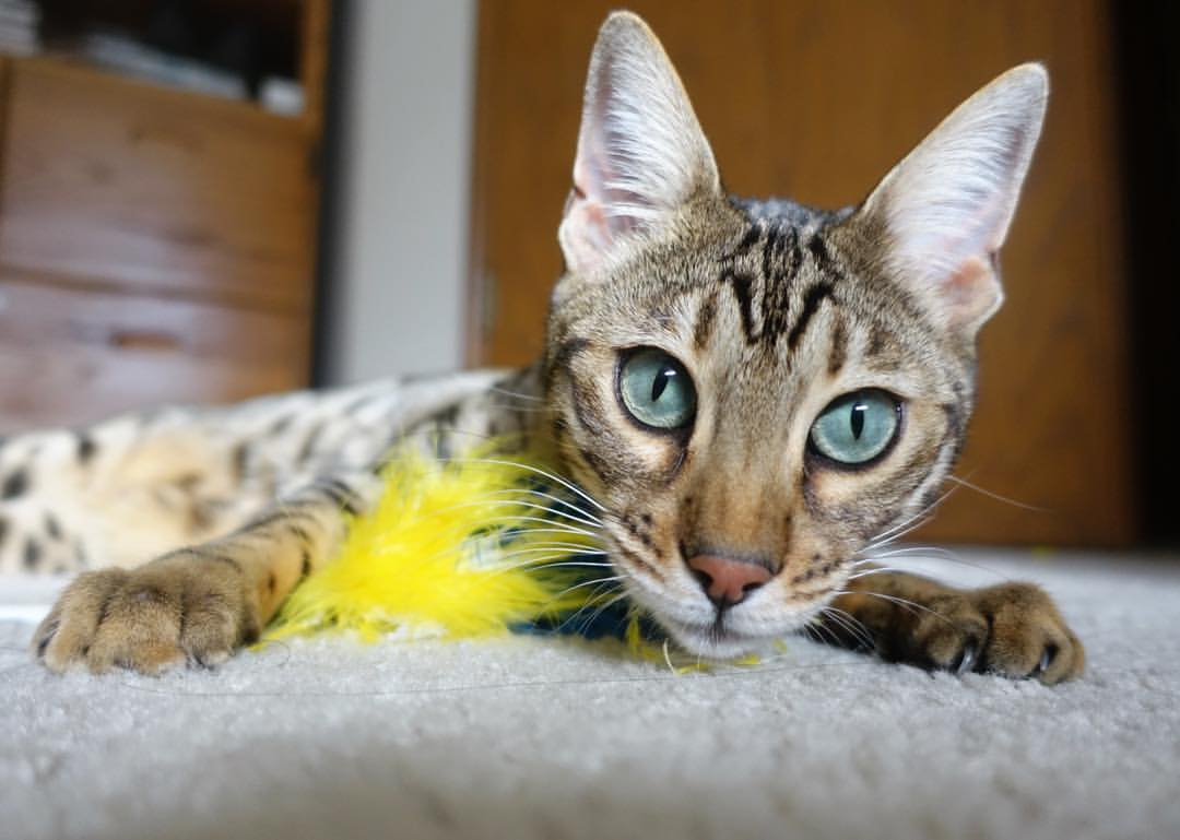 文班亚马爆发引领吉林队，成功封锁步行者队