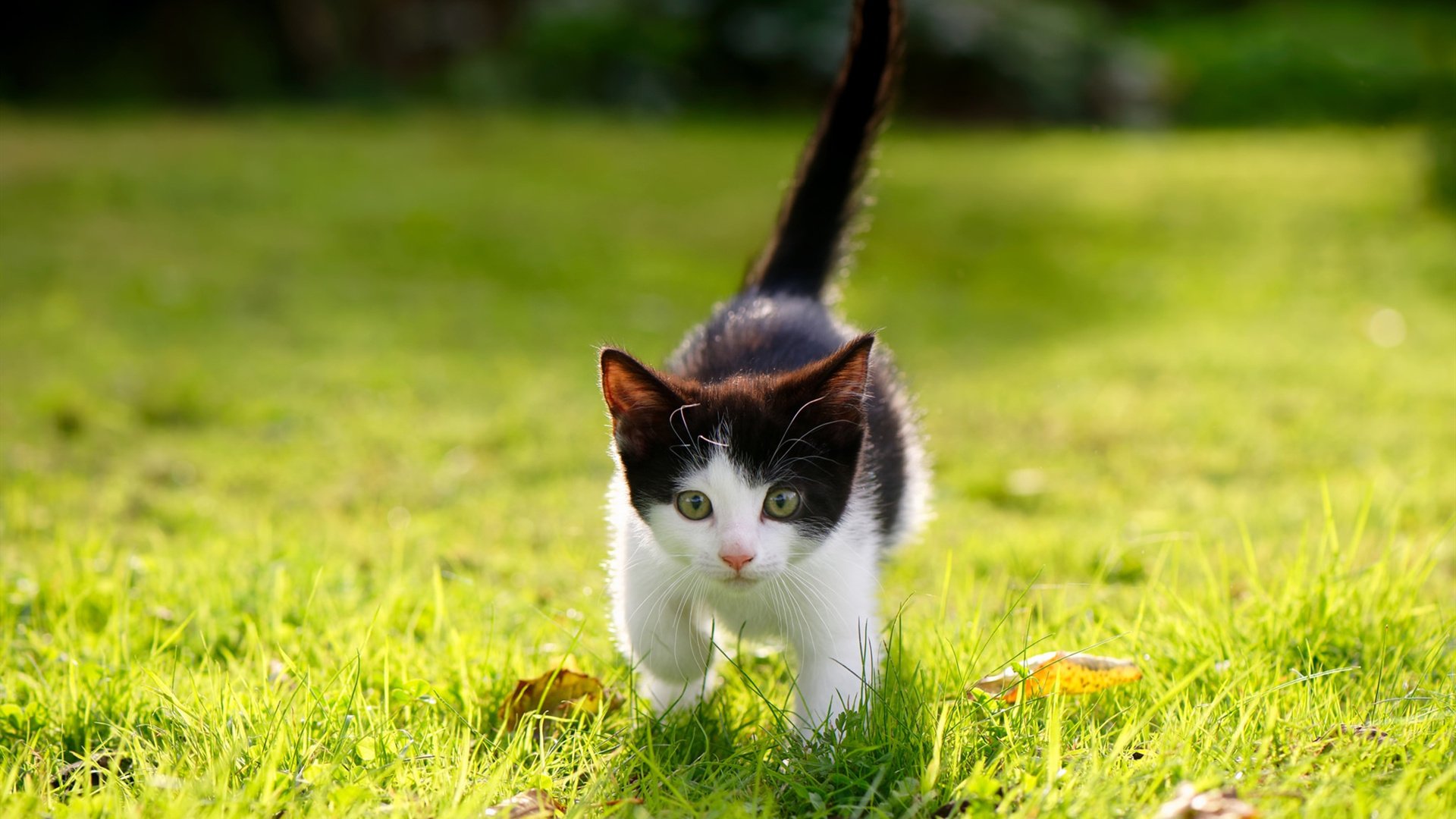 教科书叹息墙！门迪封神之战锁死反击，切尔西技术风暴横扫伊拉克