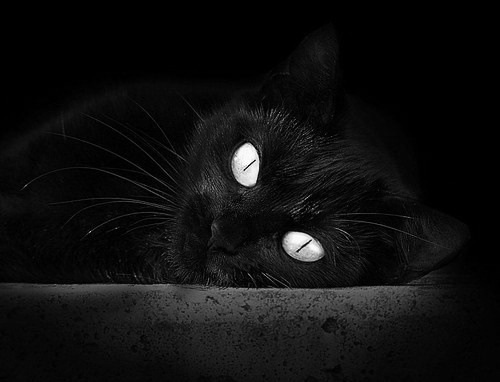 油门与三分线，极速与绝杀的交织史诗