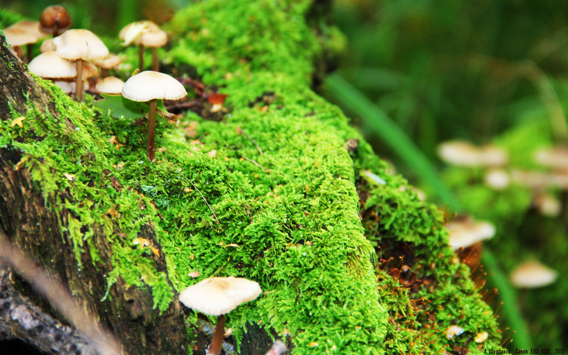 灼热帝王，詹姆斯全面爆发点燃迈阿密之夜