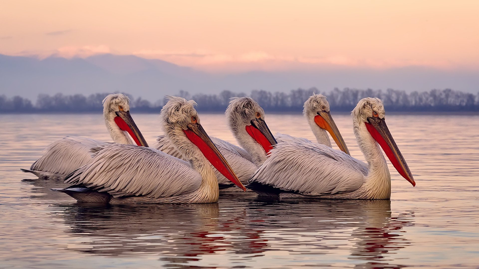 当世界杯悬念照进篮球馆,辽宁队逆转背后的国王精神