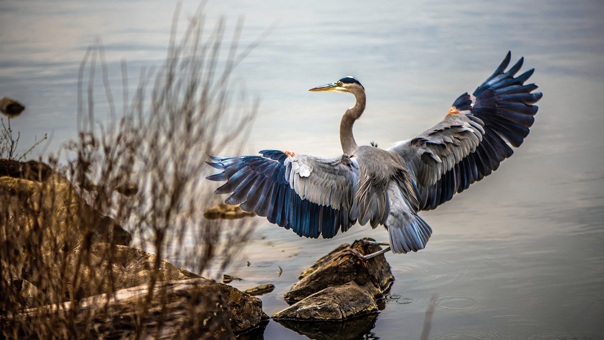 当广厦遇上国王，利拉德编织的完美乐章