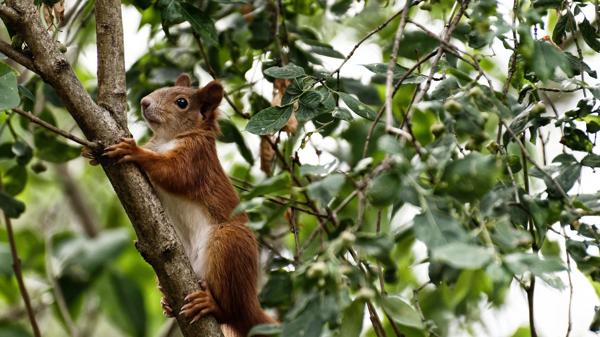 当稳定成为一种战术,凯塞多与勒沃库森如何用不犯错征服哥斯达黎加?