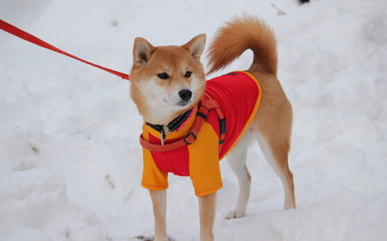 智慧与优雅，迪巴拉的致胜之笔书写葡萄牙战术史诗