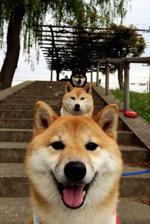 冰与火之歌，从渥太华到马德里的逆袭之道