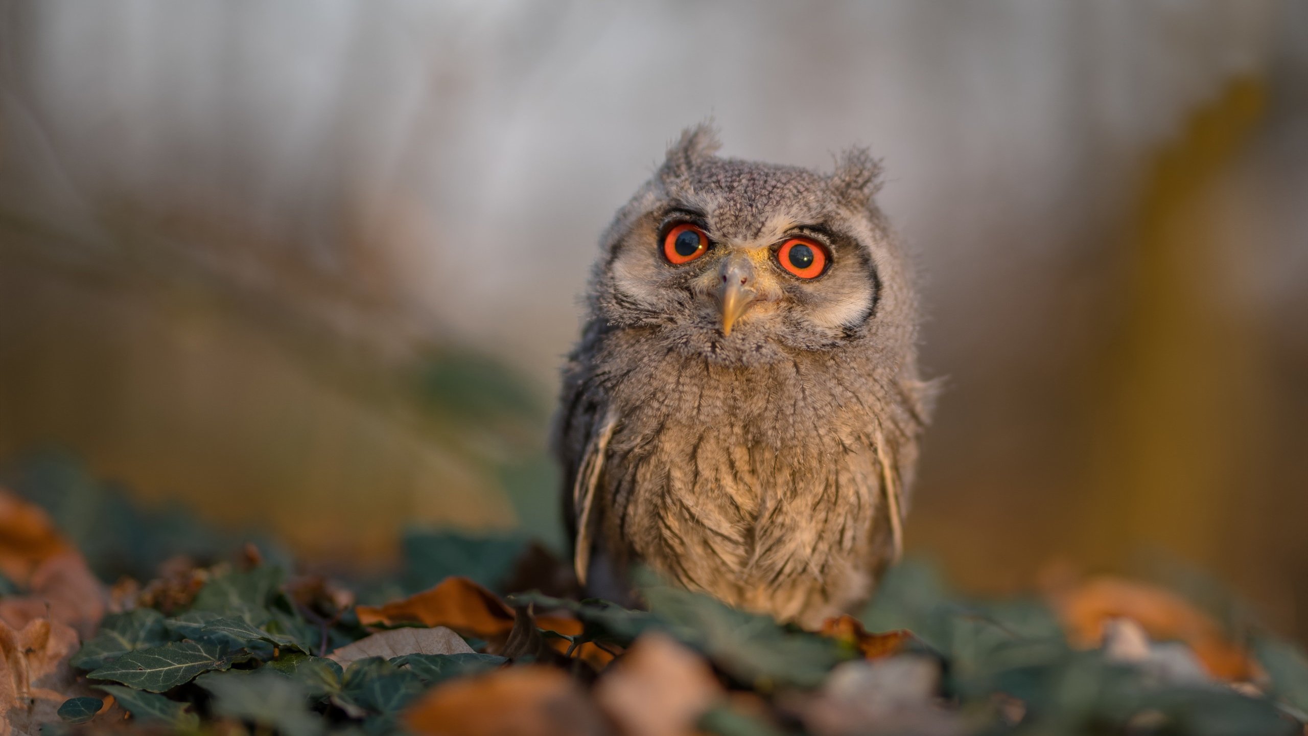 枫叶军团精神击溃蓝军，当北美洲际导弹精准命中伦敦桥