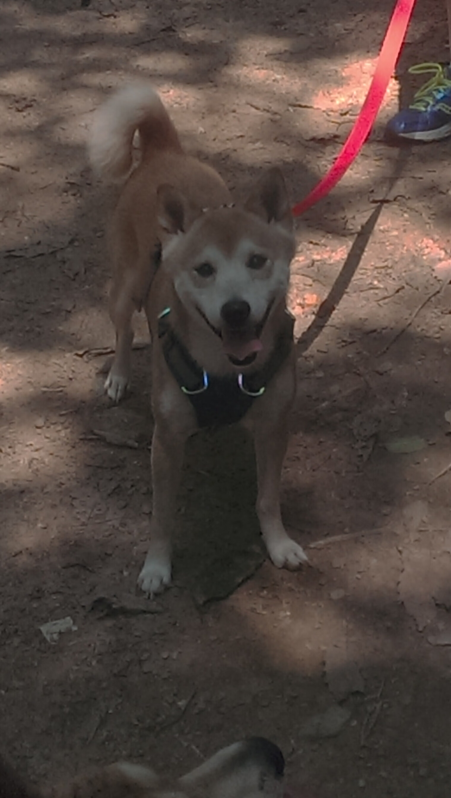 哨响2026,当克莱的三分雨落世界杯之夜