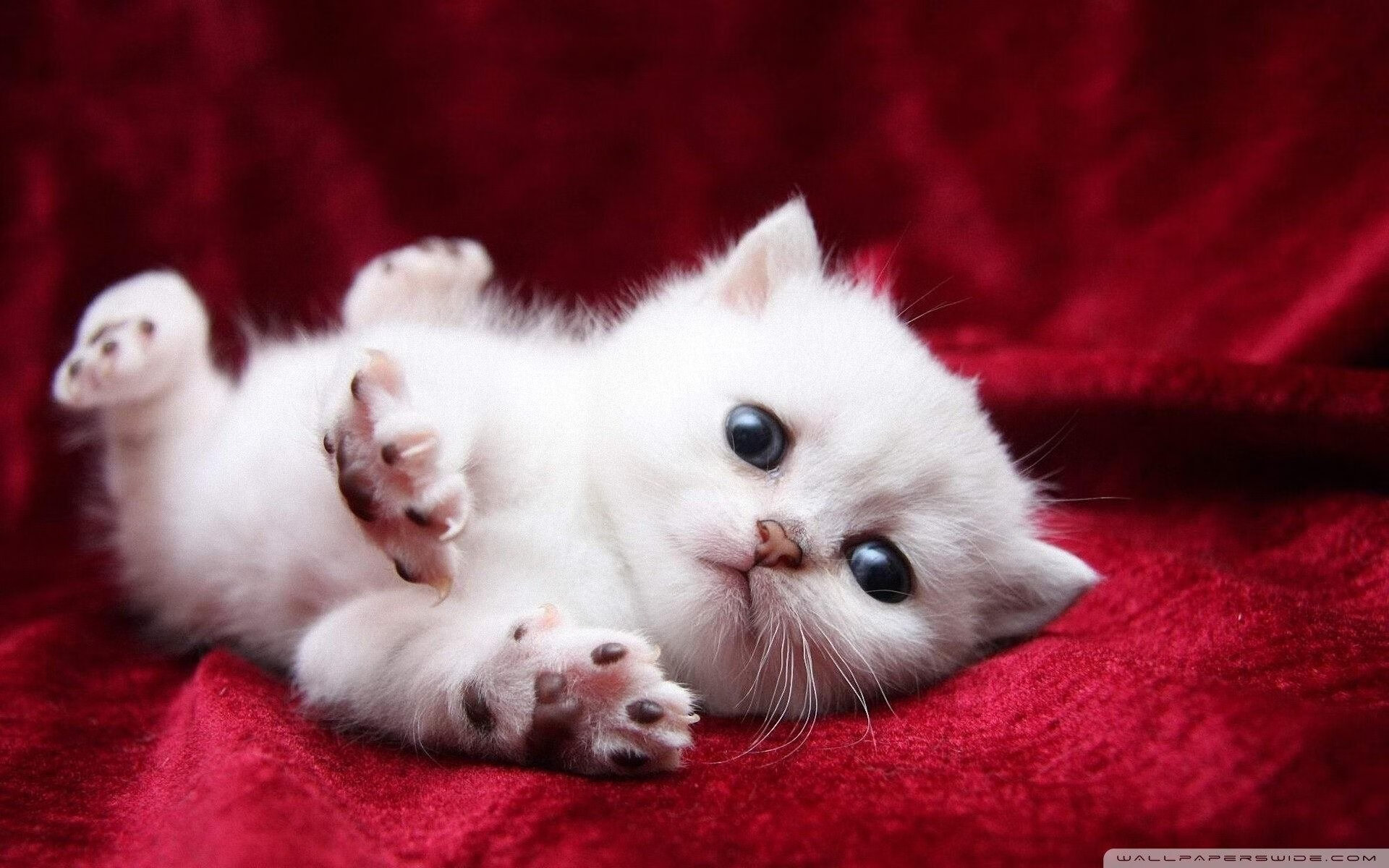 跨洋对决，哈利伯顿末节力挽狂澜，广东队压哨三分弑勇士