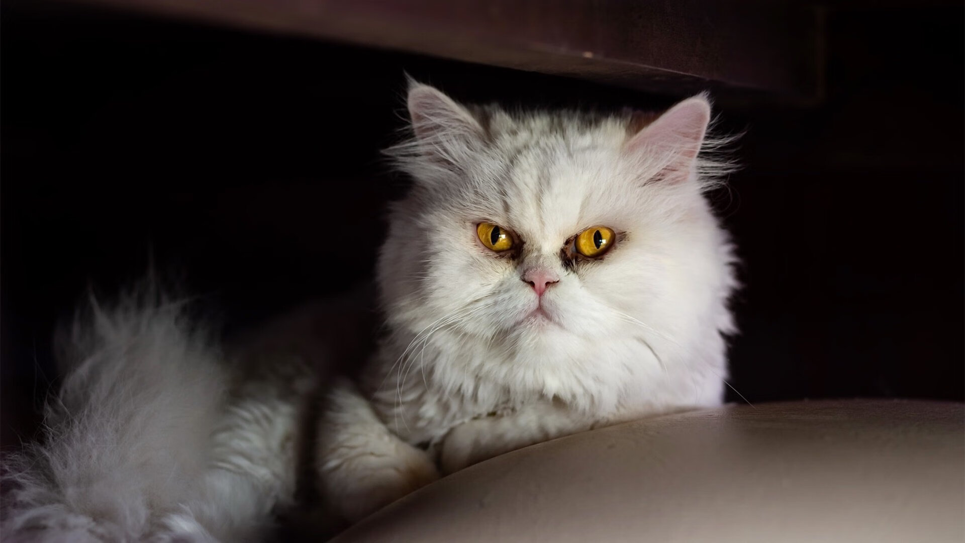 2026，瓜迪奥拉的门徒，在美利坚终结传控时代