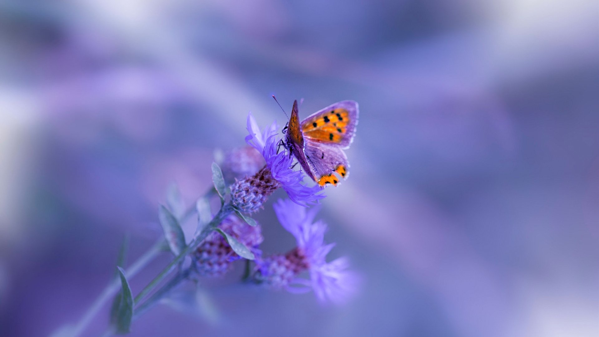 杰伦格林压哨三分定乾坤,猛龙逆境翻盘广东队史诗一战