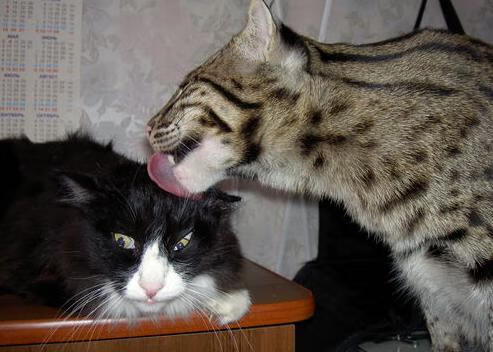 数据之心与凡人之手，当猛龙险胜辽宁，克莱那记穿越时空的三分